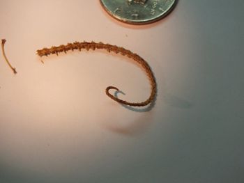 Media type: image;   Herpetology R-18364